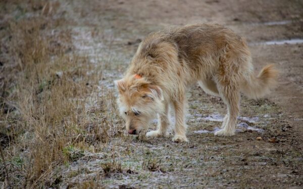 Understanding dog diarrhea and how to respond safely at home