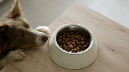 Wet food vs dry food for dogs: how to compare options for your pet