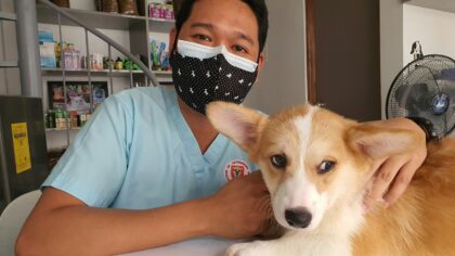 What dog bad breath can reveal about health and how to keep it under control