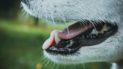 What your dog’s gums can tell you about their wellbeing