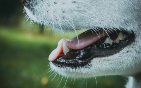 What your dog’s gums can tell you about their wellbeing