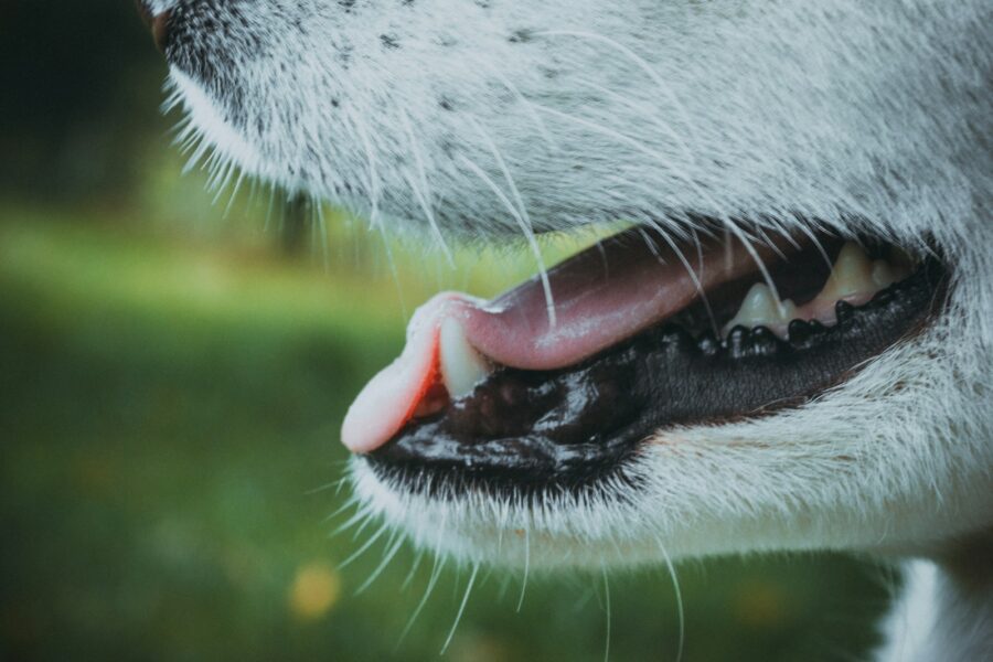 Dog mouth gums closeup teeth