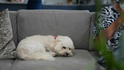 When to call the vet for your dog and what information to have ready