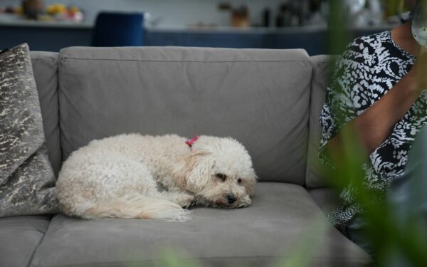 When to call the vet for your dog and what information to have ready