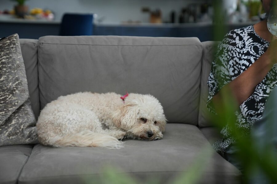 Worried owner calling vet dog couch
