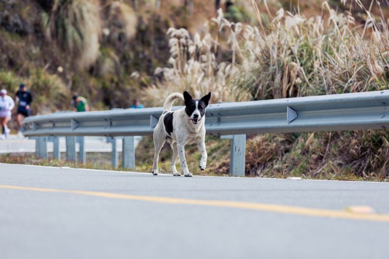 Runner dog forest
