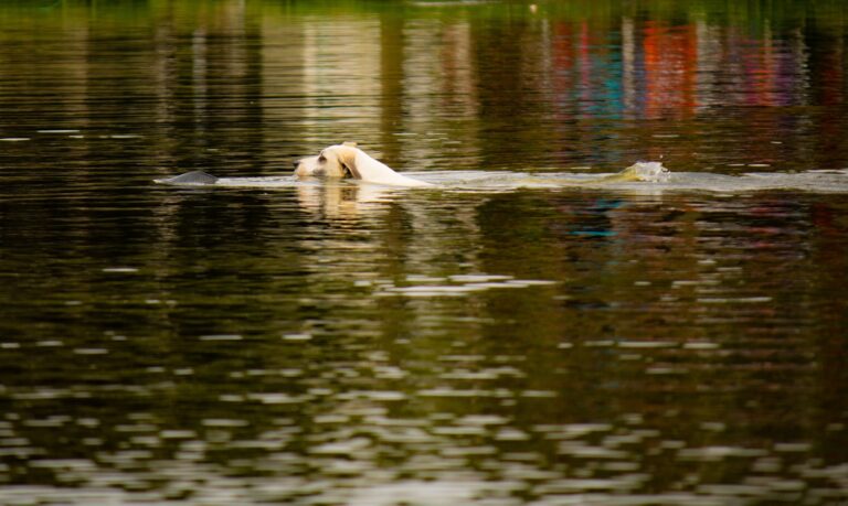 Agility dog jumping