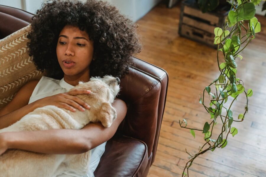 Dog resting apartment