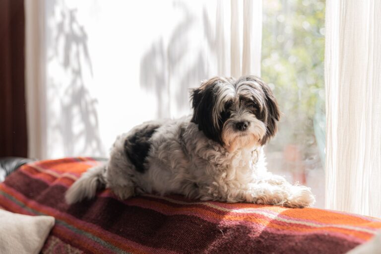 Dog resting apartment