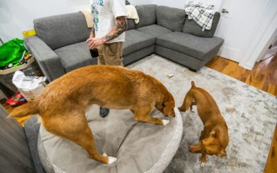 Apartment dog care guide for happy dogs in small spaces