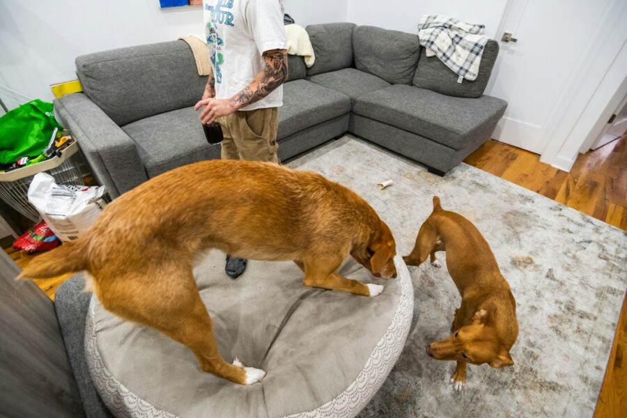 Small dog sitting