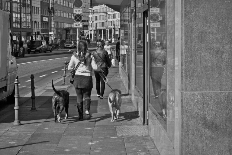 Dog walking city