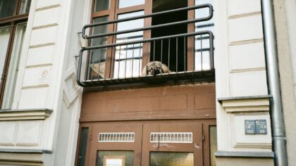 Apartment life with a dog: practical ways to keep city dogs happy and healthy