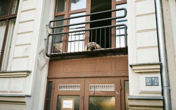 Apartment life with a dog: practical ways to keep city dogs happy and healthy