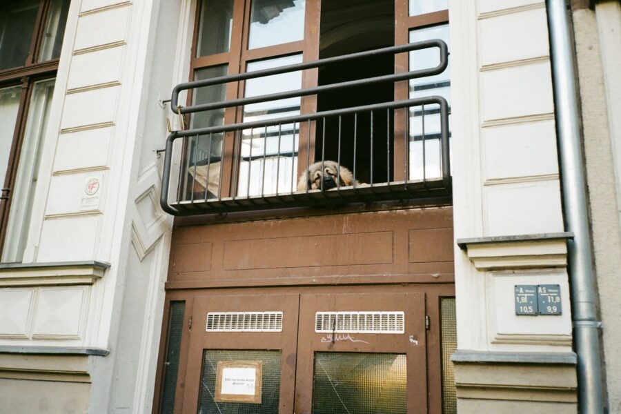 Small dog apartment balcony railing plants