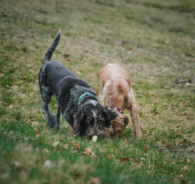 Dog sniffing grass yard dog digging sandbox yard