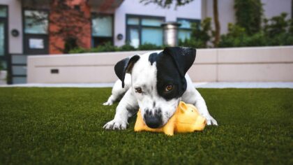 Backyard adventures with your dog: fresh ideas that fit into ordinary life