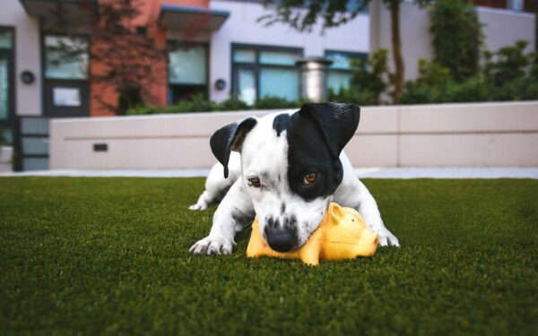 Backyard adventures with your dog: fresh ideas that fit into ordinary life