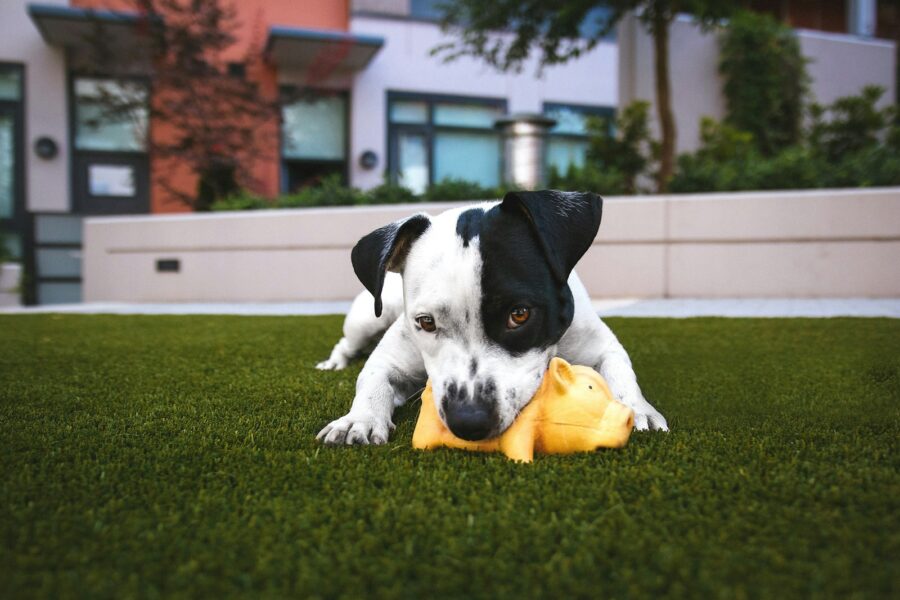 Dog backyard garden grass toys