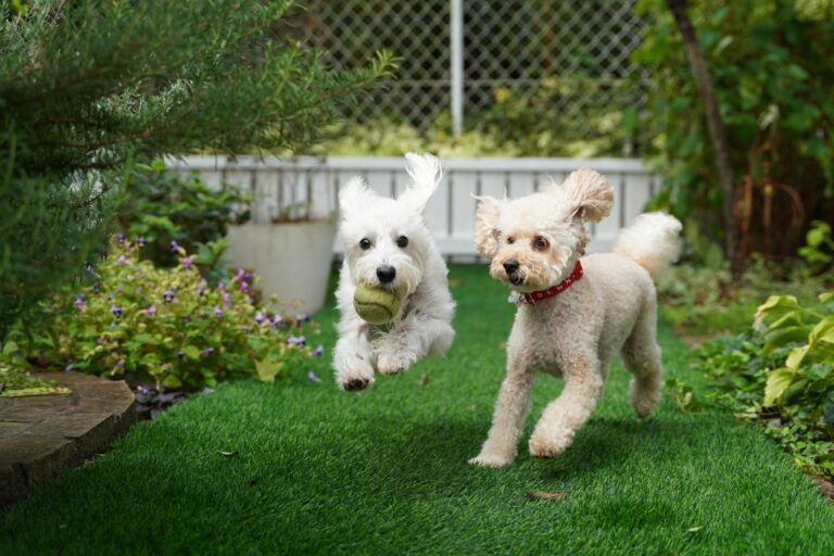 Dog backyard garden grass toys