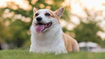 Backyard adventures with your dog: simple ideas that turn home into a mini playground