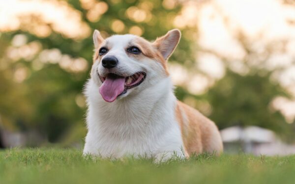 Backyard adventures with your dog: simple ideas that turn home into a mini playground