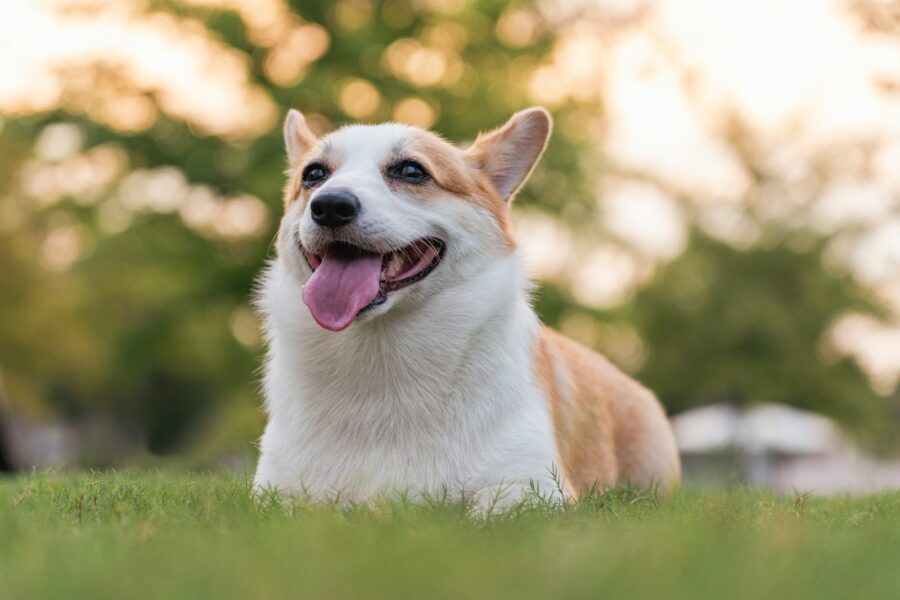 Happy dog playing