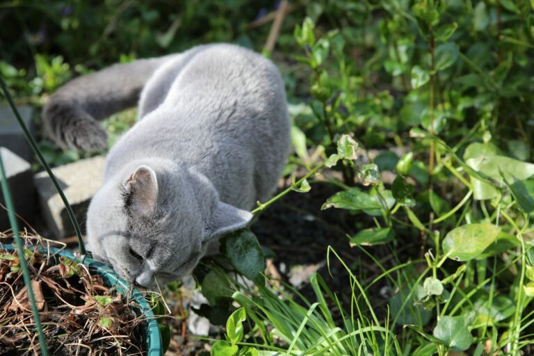 Dog sniffing leaves
