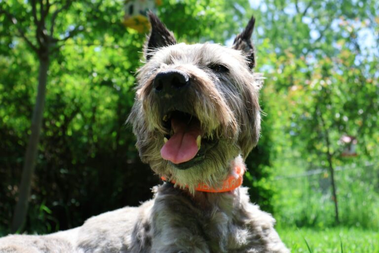 Happy dog playing