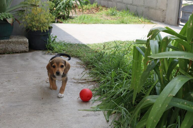 Dog backyard garden playing ball