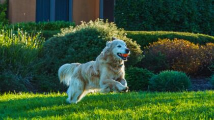 Backyard adventures with your dog: simple ideas to turn your garden into a play zone