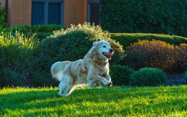 Backyard adventures with your dog: simple ideas to turn your garden into a play zone
