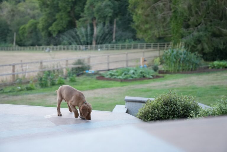 Dog paddling pool garden dog sniffing grass small