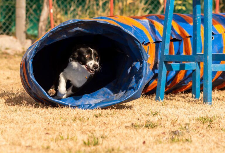Dog running through