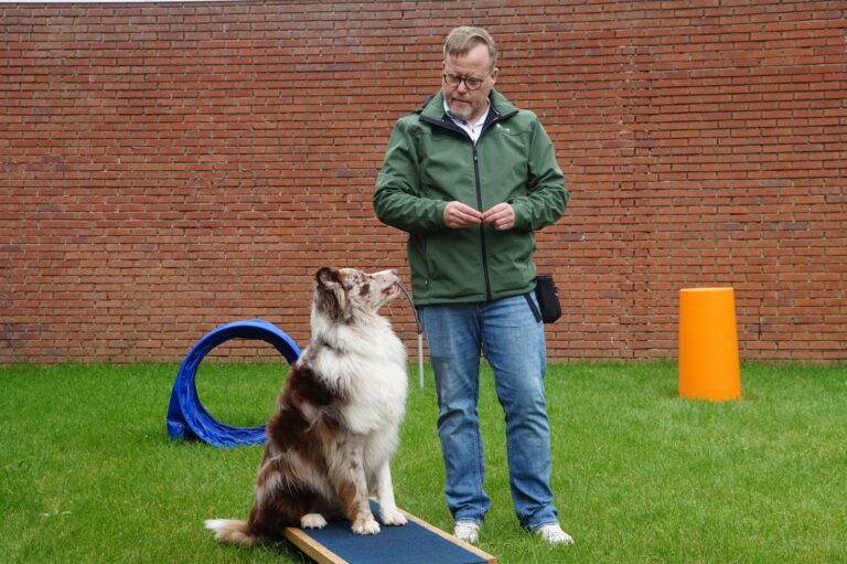 Dog backyard agility