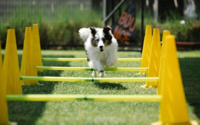 Backyard agility for pet dogs: simple at‑home courses that build fitness and confidence
