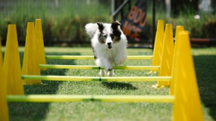 Backyard agility for pet dogs: simple at‑home courses that build fitness and confidence