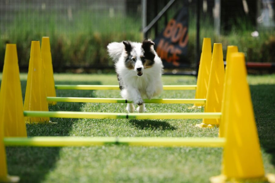 Dog backyard agility