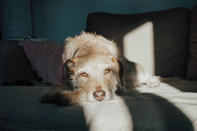 Dog resting couch