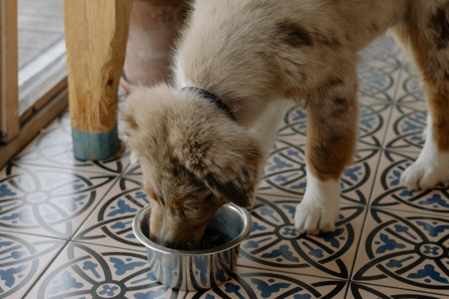Dog eating bowl kitchen floor