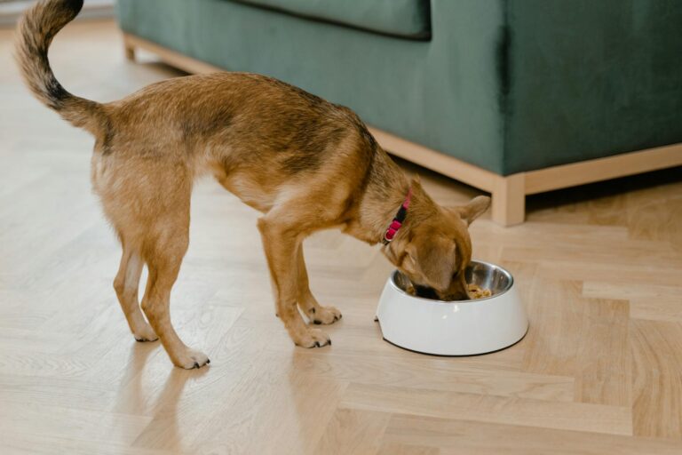 Dog eating bowl kitchen floor