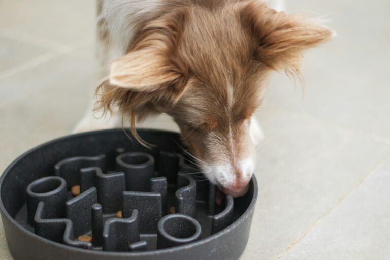 Slow feeder dog bowl closeup