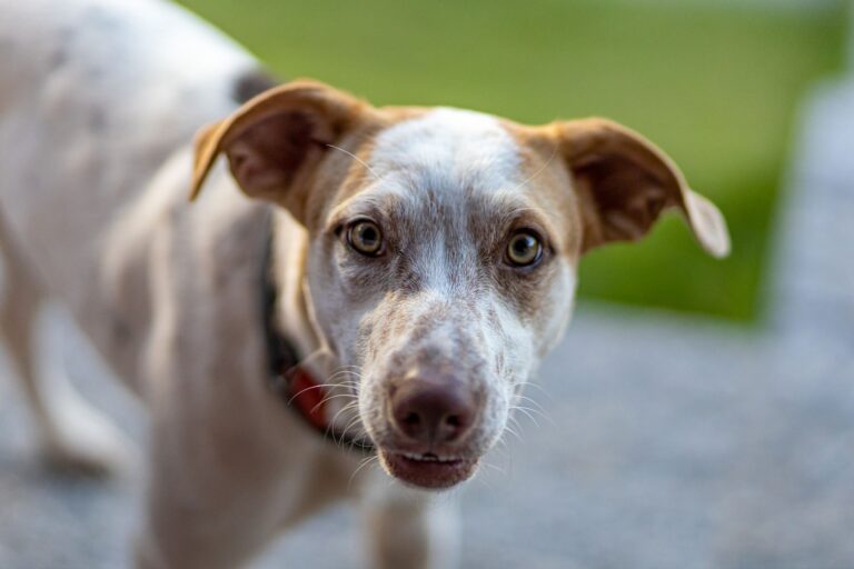 Dog floppy ears