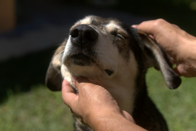 Dog ear cleaning