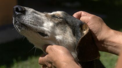 Basic dog ear care at home to prevent problems before they start