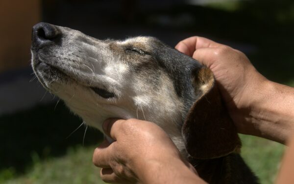 Basic dog ear care at home to prevent problems before they start