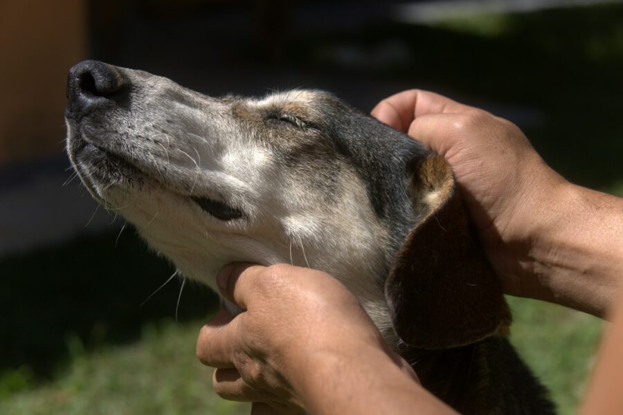 Dog ear cleaning
