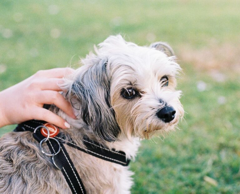Small dog harness