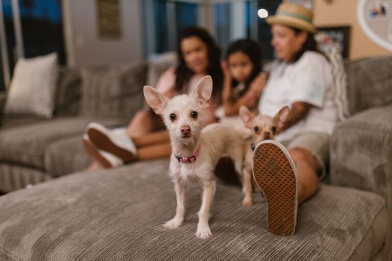 Small dog breed