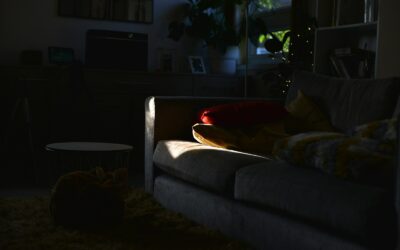 Building a daily routine for your dog that actually works at home